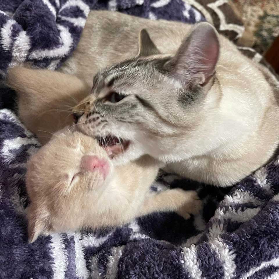 Cat accepts a little kitten as his own