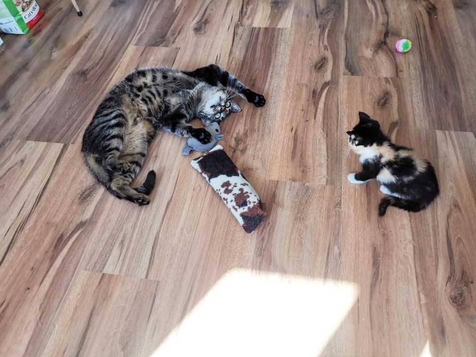 Cats playing in the room