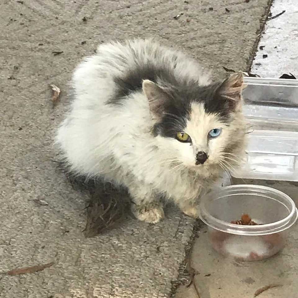 Couple rescues homeless cat