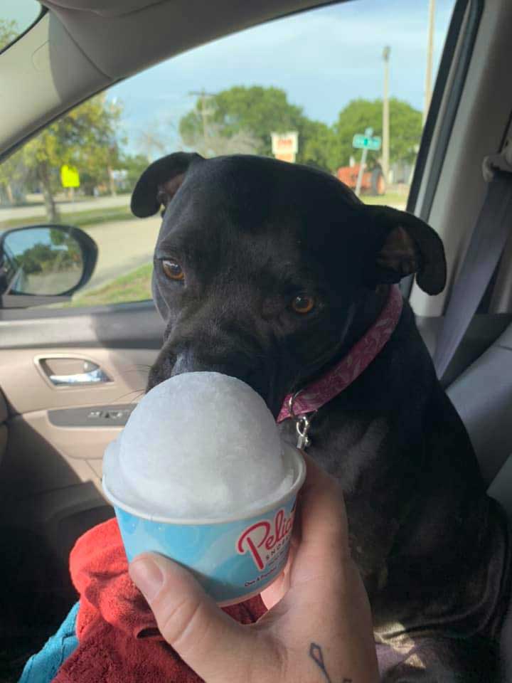 Dog refuses to eat the snow cone