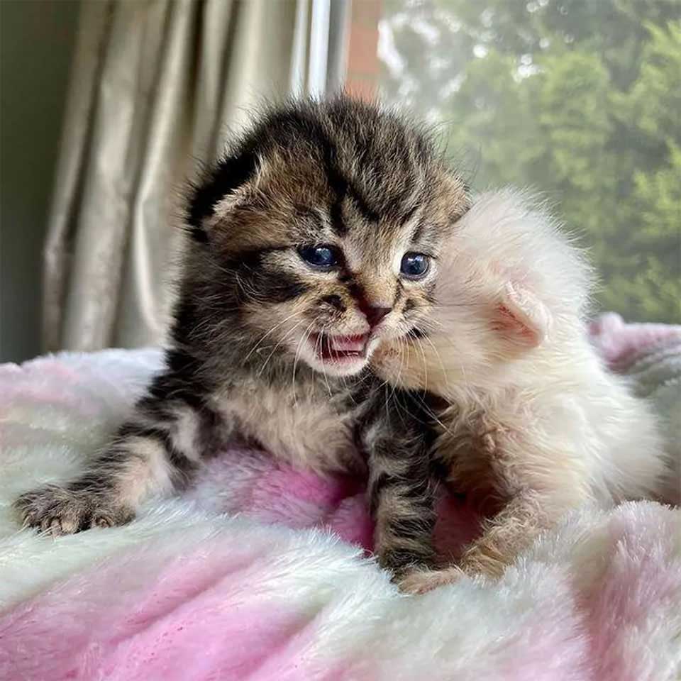 Kitten take care cat brother