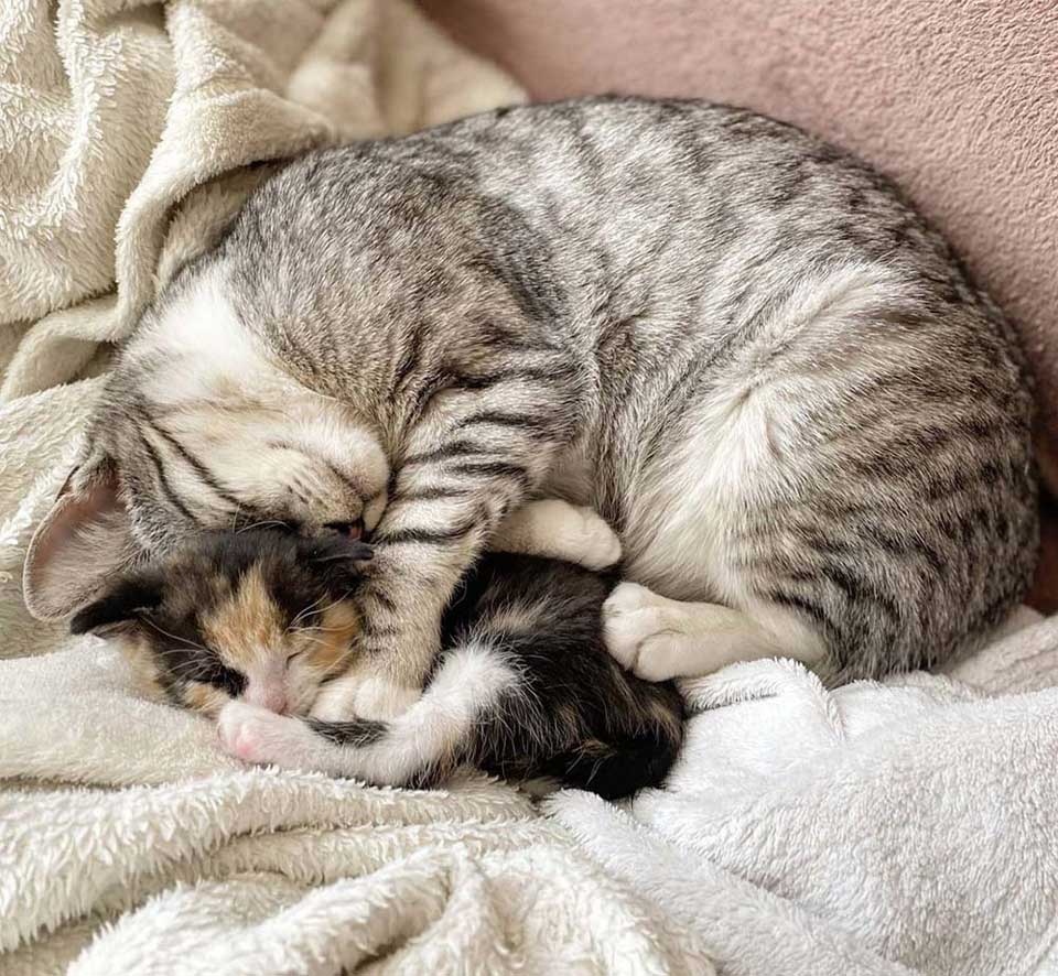 Kittens take a nap