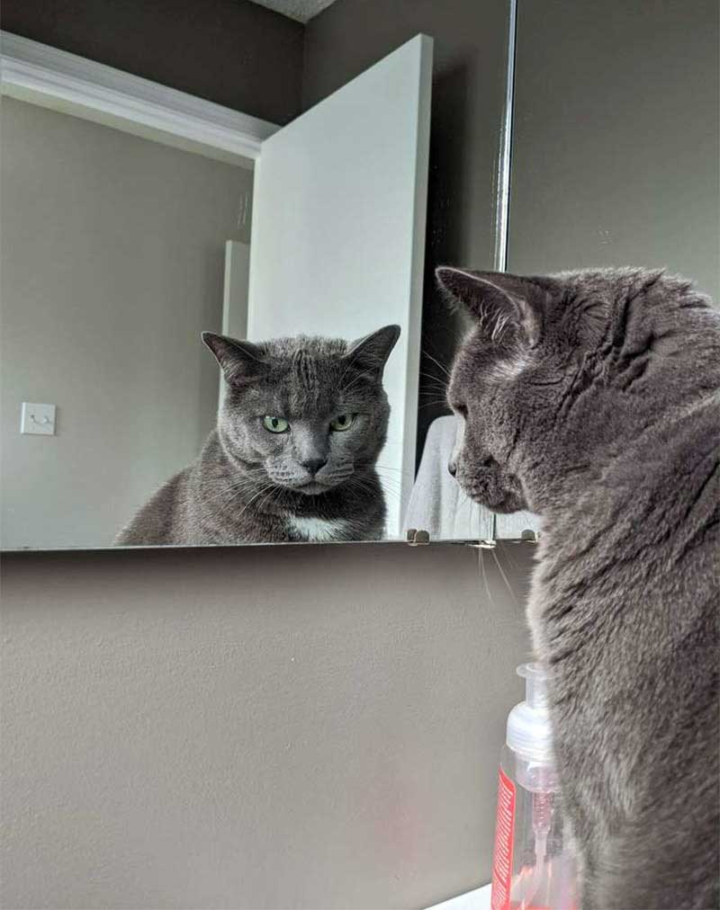 Loki looks in the mirror