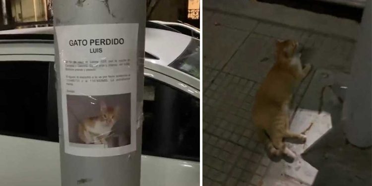 Lost cat lies down to wait under his own lost poster