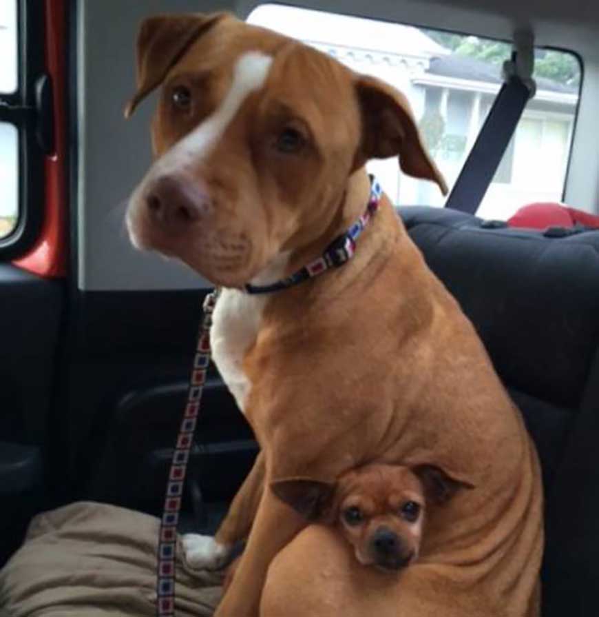 Pit bull and a chihuahua
