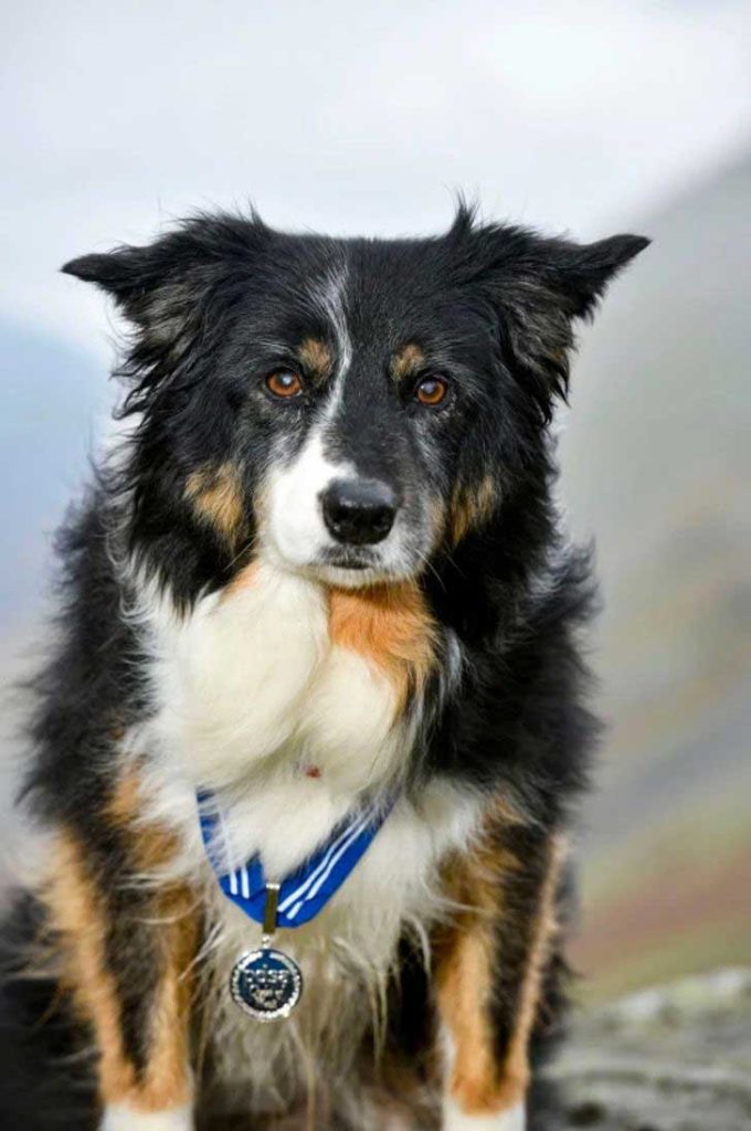 Skye rescue dog award
