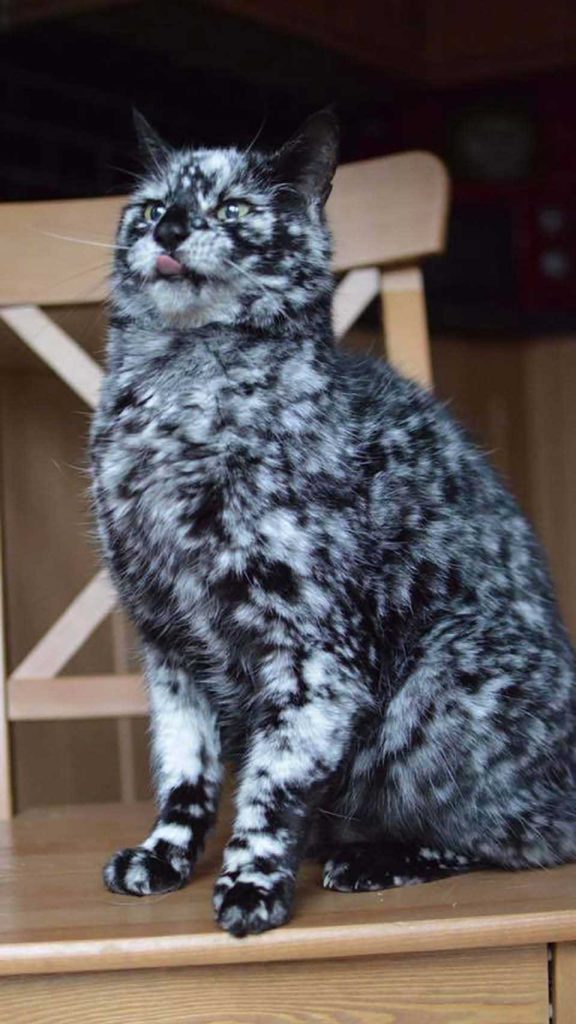 beautiful cat with vitiligo