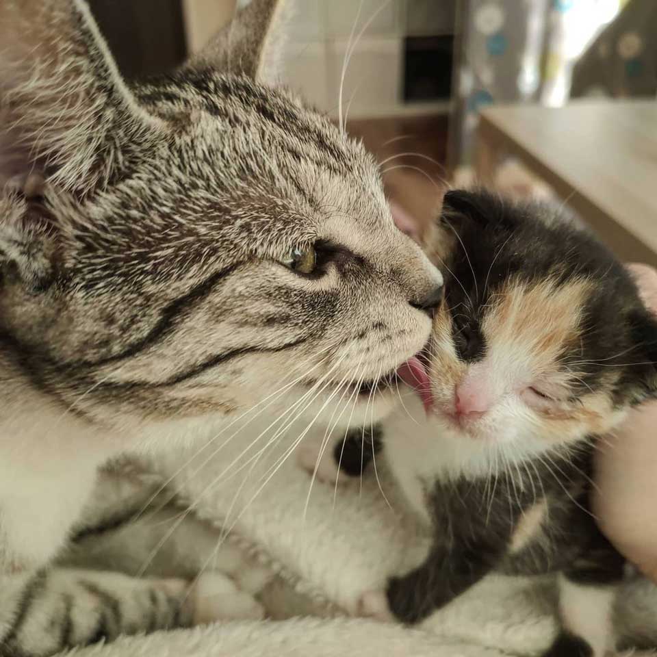 cat bathes kitten