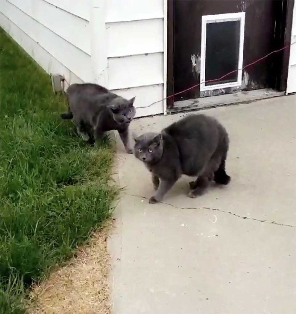 cat meets twin