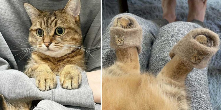 cat slippers made own fur viral