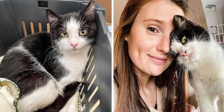 cat thanks woman opened doors lived street
