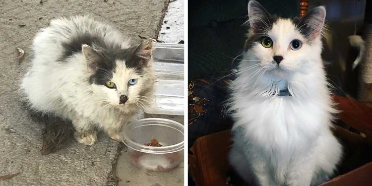 couple rescues cat beautiful eyes