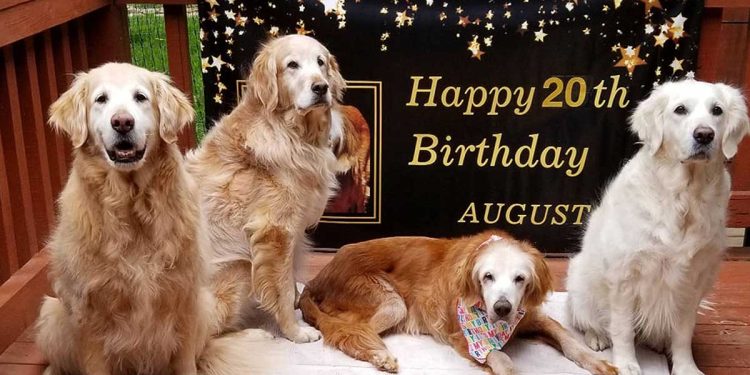 dog 20 years oldest living golden retriever