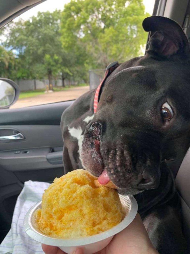 dog and his snow cone