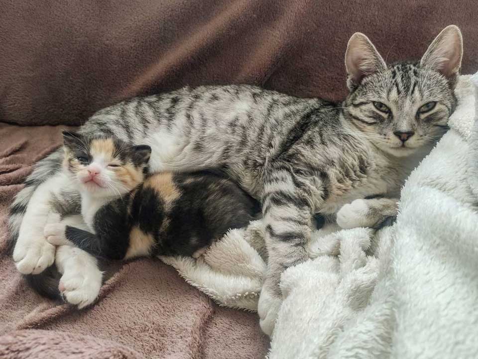 kittens take a break