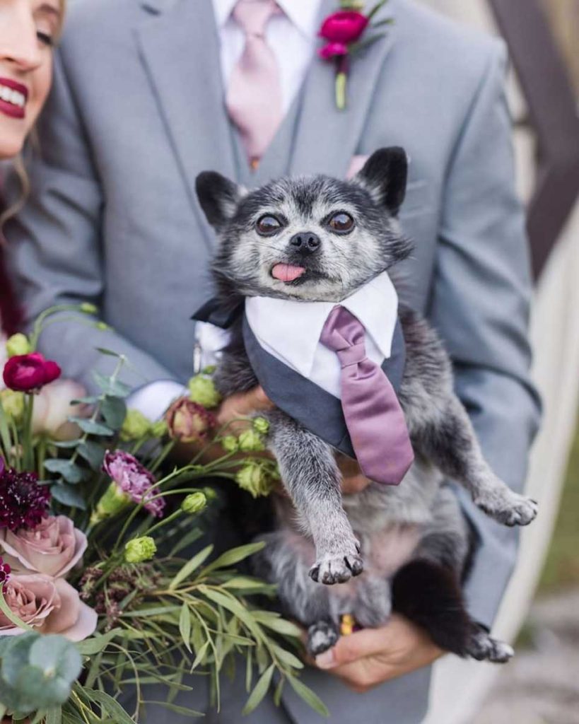 puppy with suit