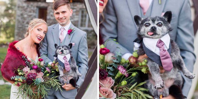 rescued senior dog takes best man role seriously