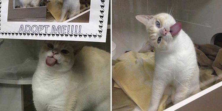 shelter cat finds unique form adopted