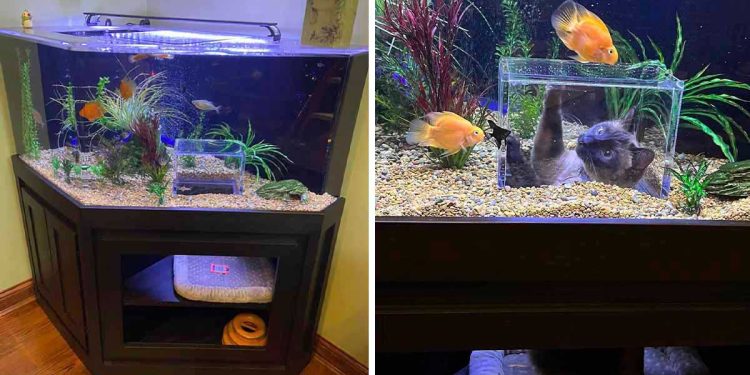 spoiled cat gets own aquarium special window fish