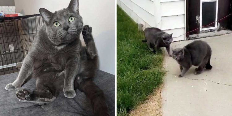 woman goes out looking for cat finds twin