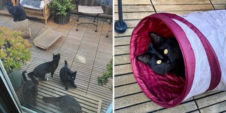 woman plant catnip garden attracts stray cats