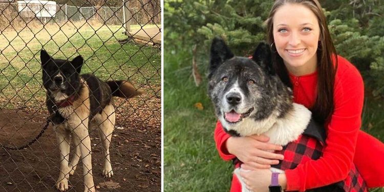 woman visited dog one year rescue her