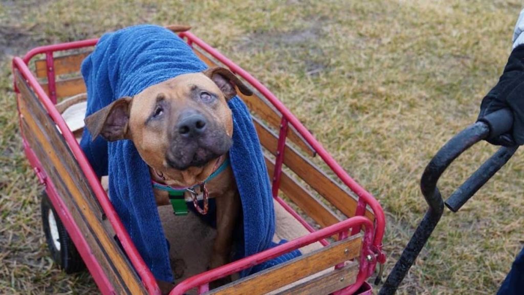 young woman adapts cart transport rescued dog