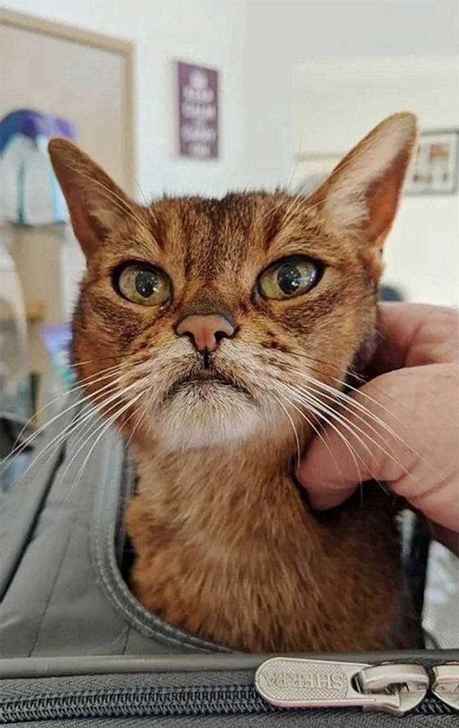 15 year old cat