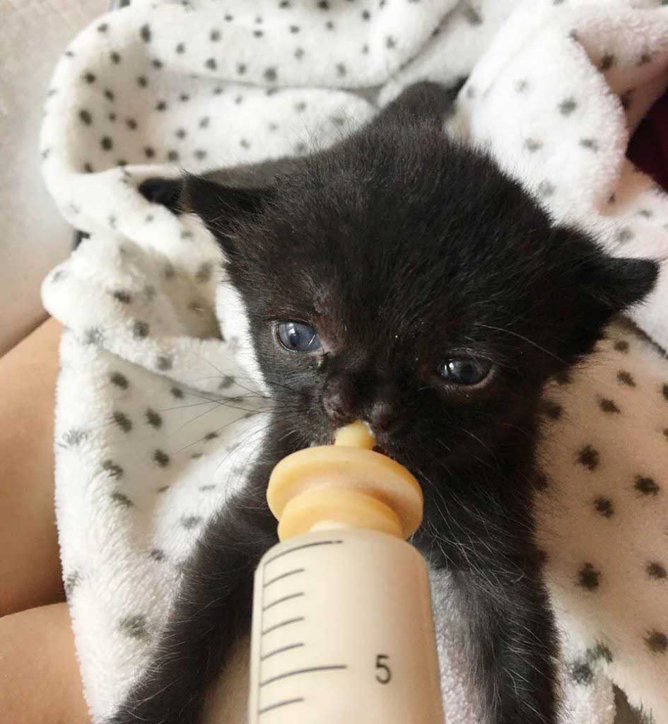 Black kitten receives food