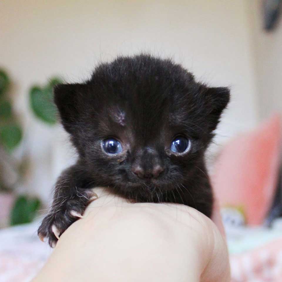 Black kitten with cute nose