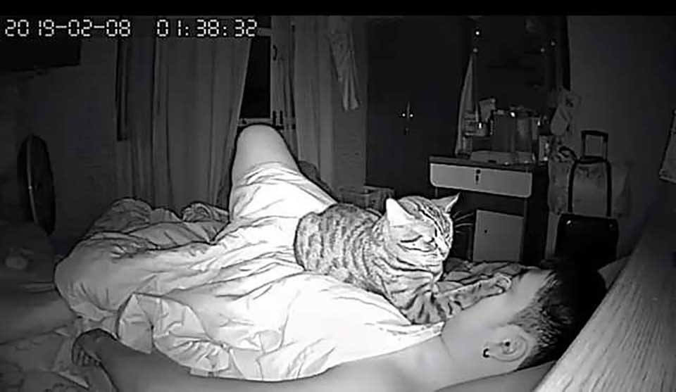Cat stays on top of his father while he sleeps