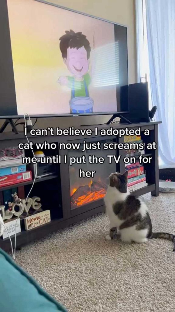 Cat waits every morning to see her cartoons