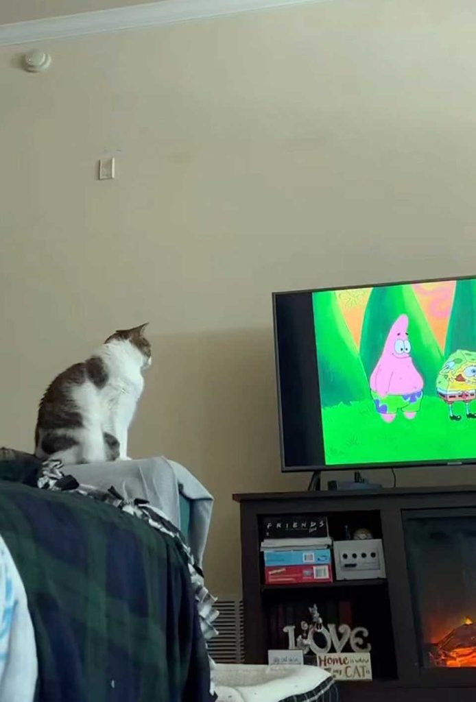 Cat waits every morning to watch cartoons
