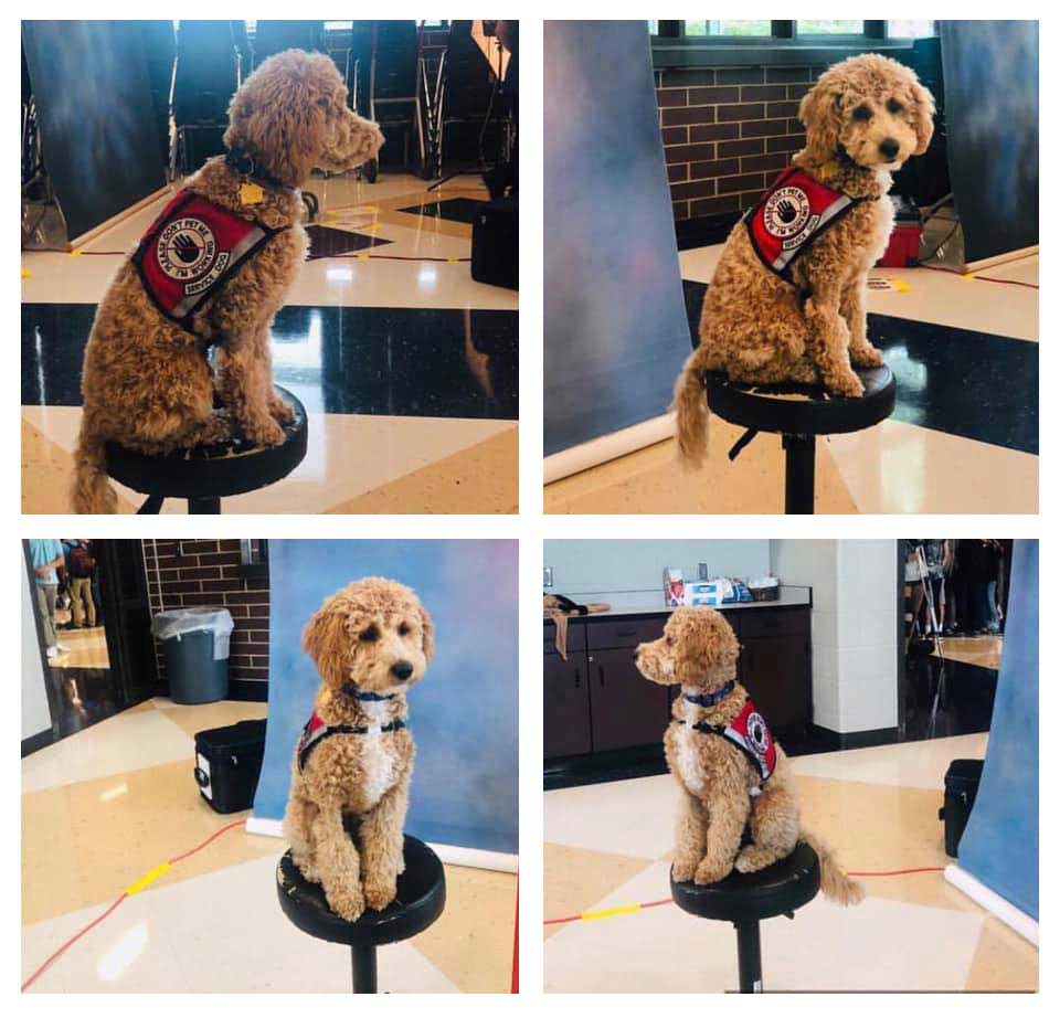 Cute assistance dog on a chair