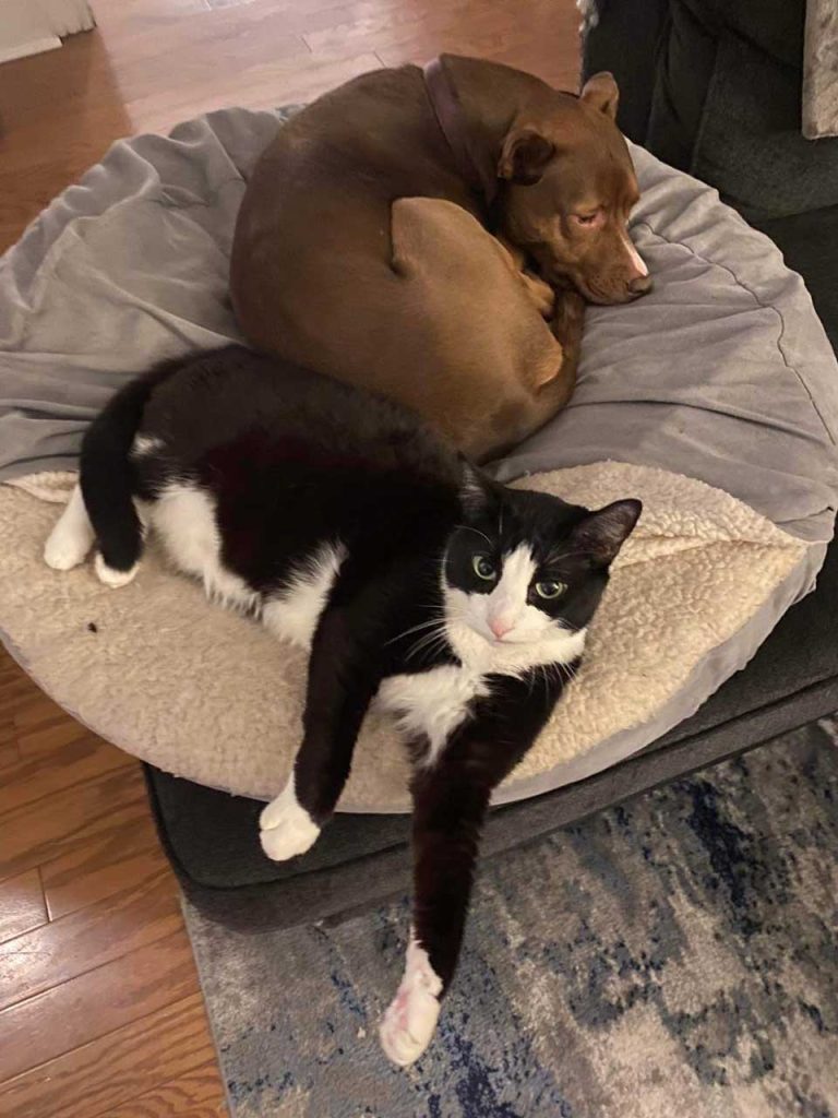Kitten and dog sleep together