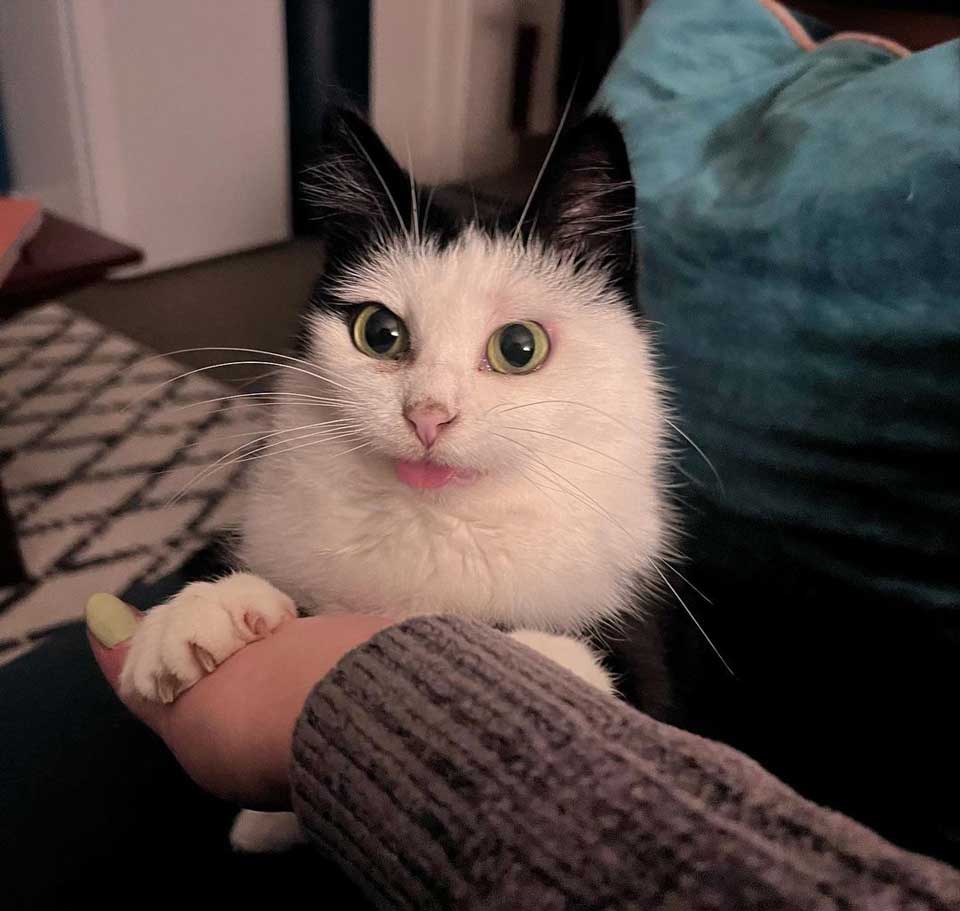 Kitten with beautiful eyes