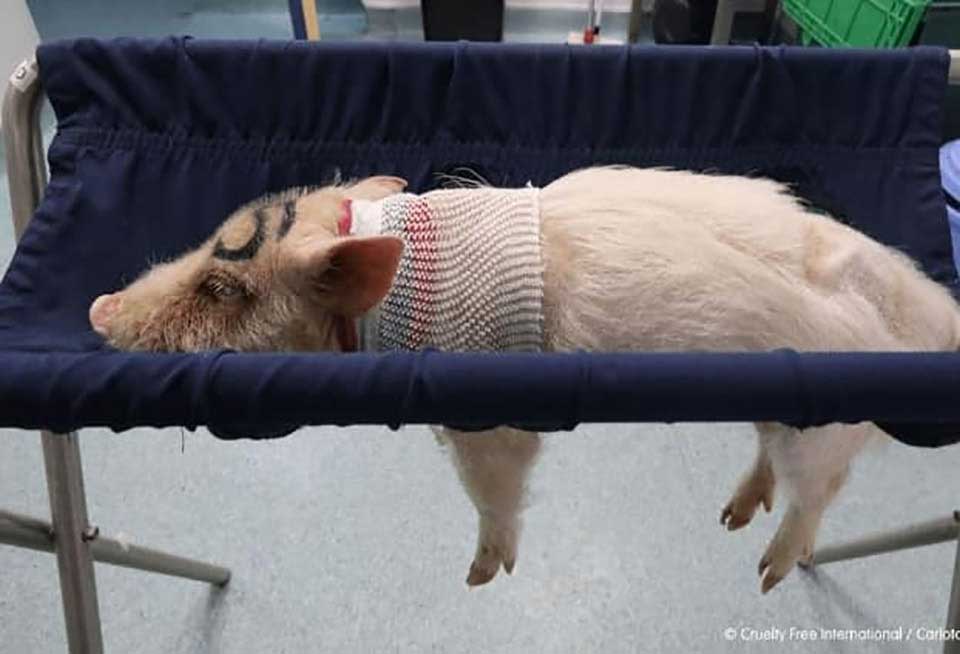 Little pig in laboratory tests