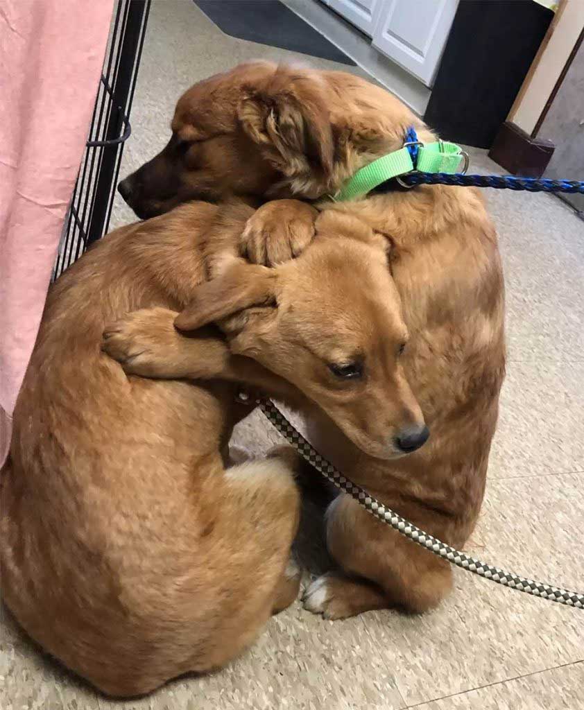 Puppy comforts sister shelter