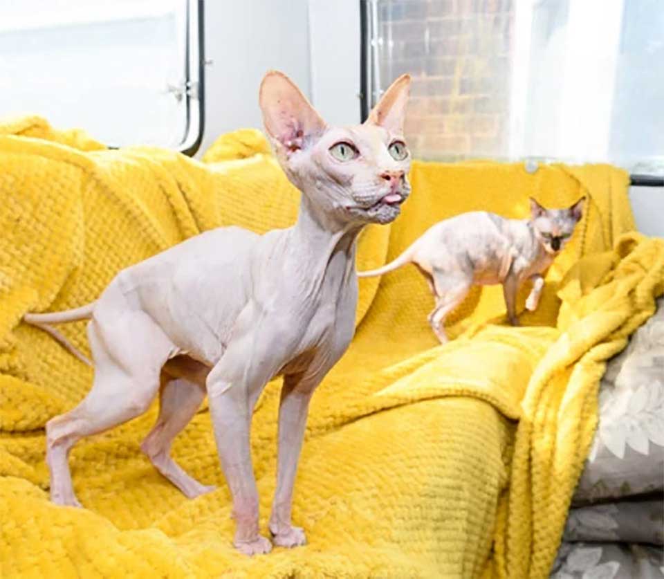 Rescued Sphynx cat with son