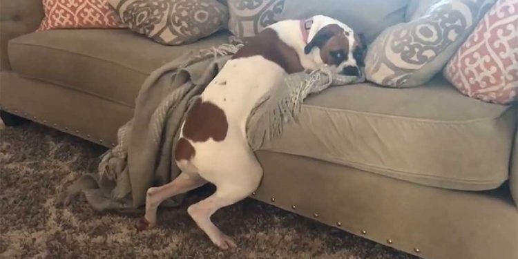 boxer dog perfect escape from the no dogs on the couch