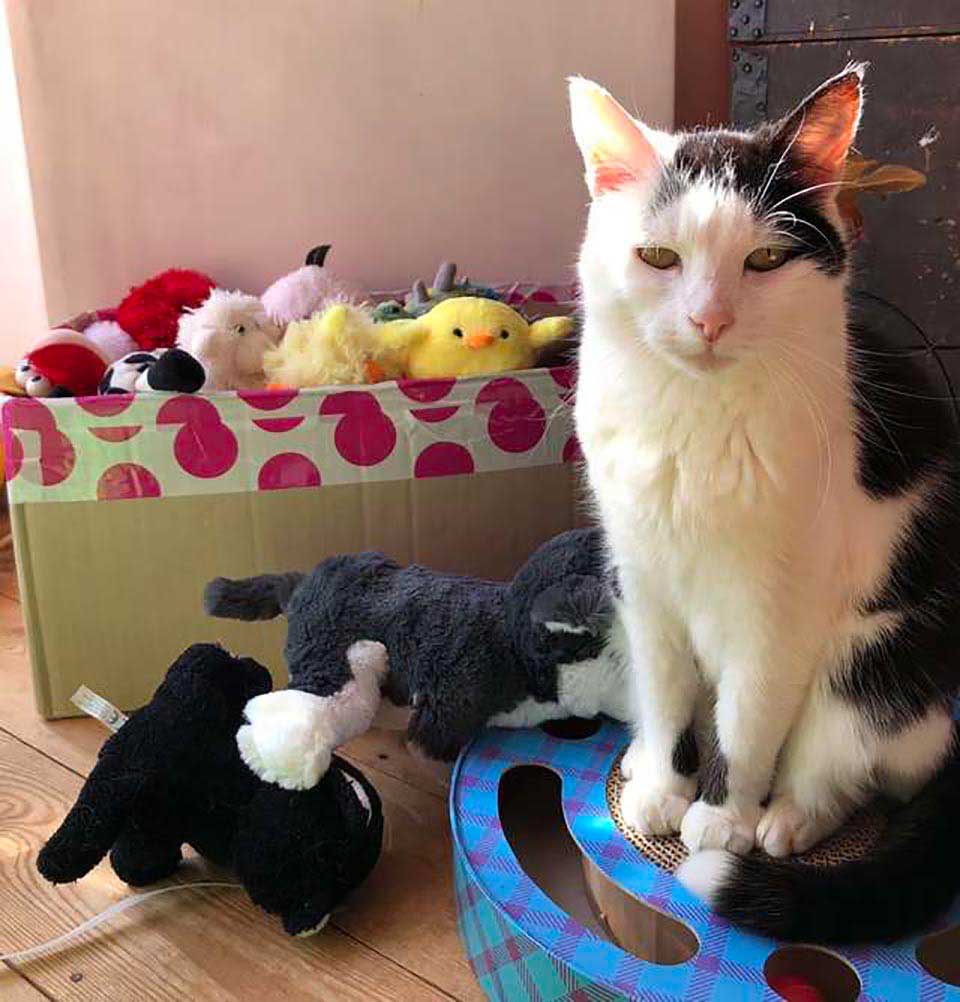cat and her stuffed toys