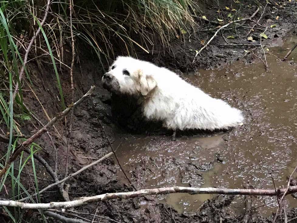 dog in the mud