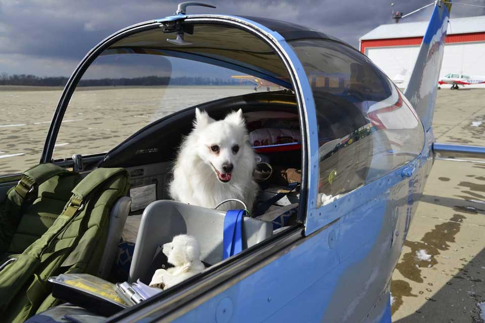 dog on board a plane