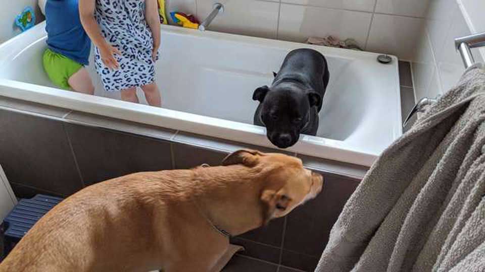 dogs in the bathroom
