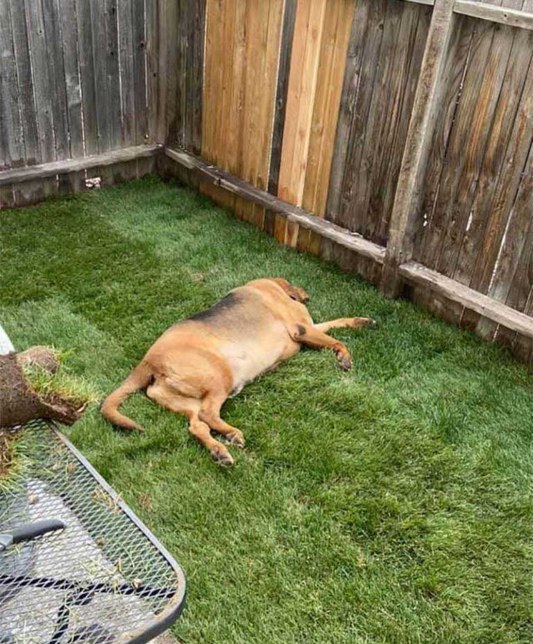 grass for dog