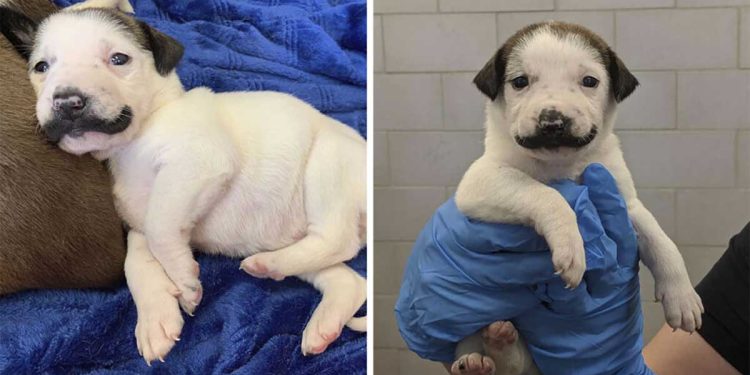 puppy is born beautiful mustache