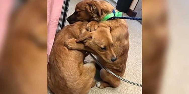 puppy shelter comforts sister hug