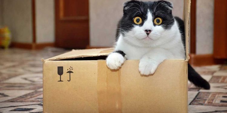 reasons cats love boxes so much