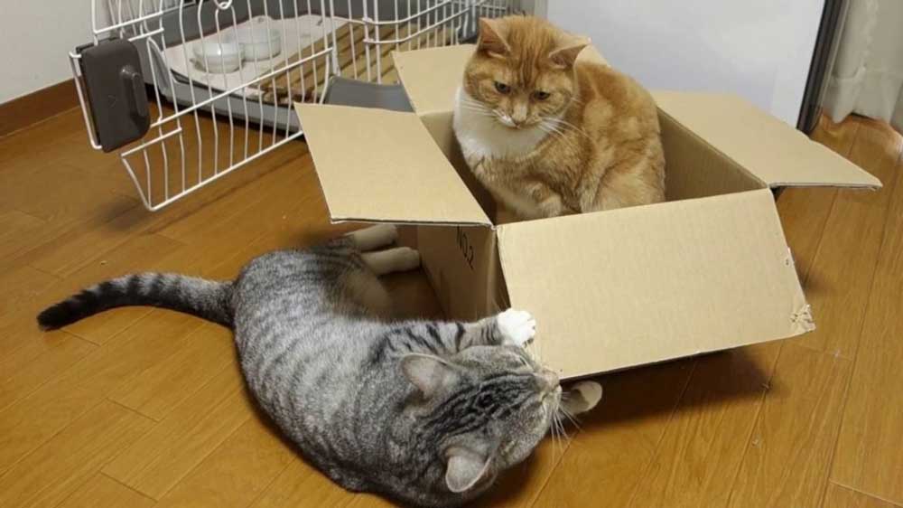 reasons cats love boxes so much