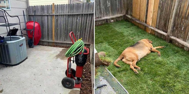 rescued dog build own yard